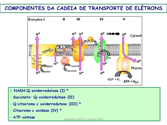 localização celular da cadeia respiratória